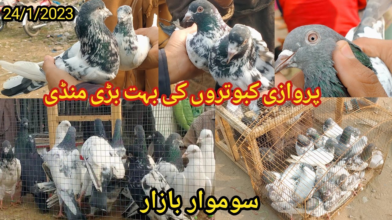 Parwazi Kabootar Market | High Flyer Pigeon Market Kallar Syedan | Bahot Sasti Kabutar Mandi 24/1/23