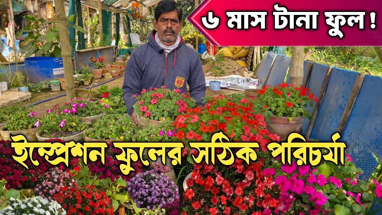 টপ ভর্তি ইম্প্রেশন করুন