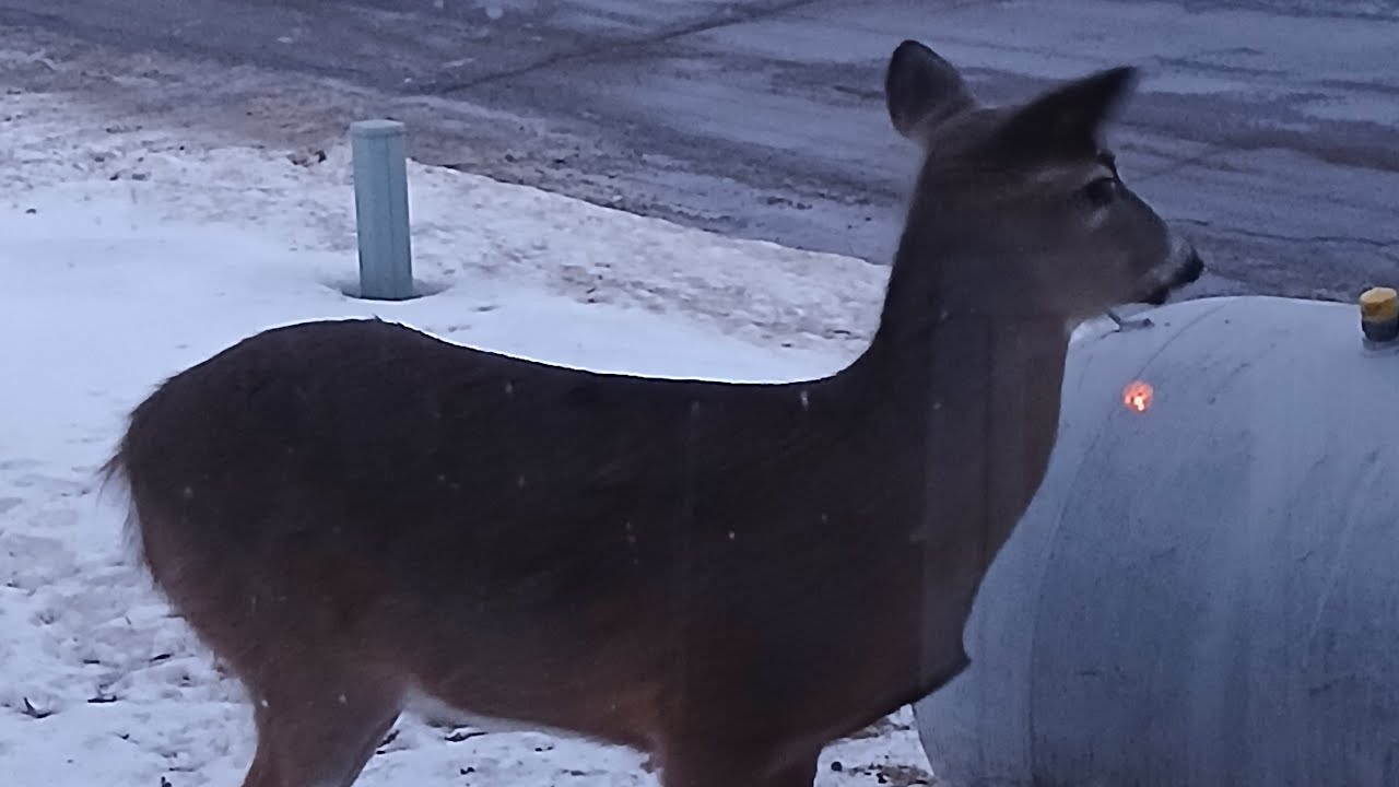 Nature Watching