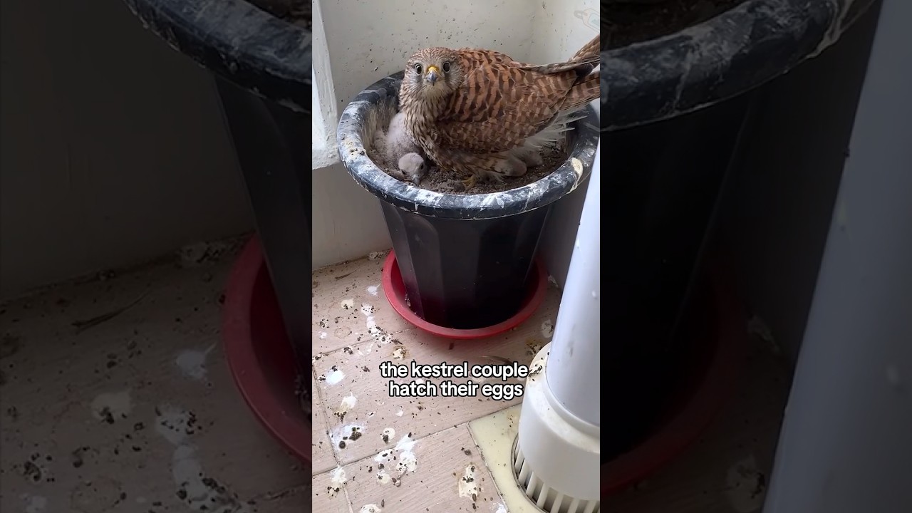 Common kestrel story #shortvideo #animals #kestrel #shorts