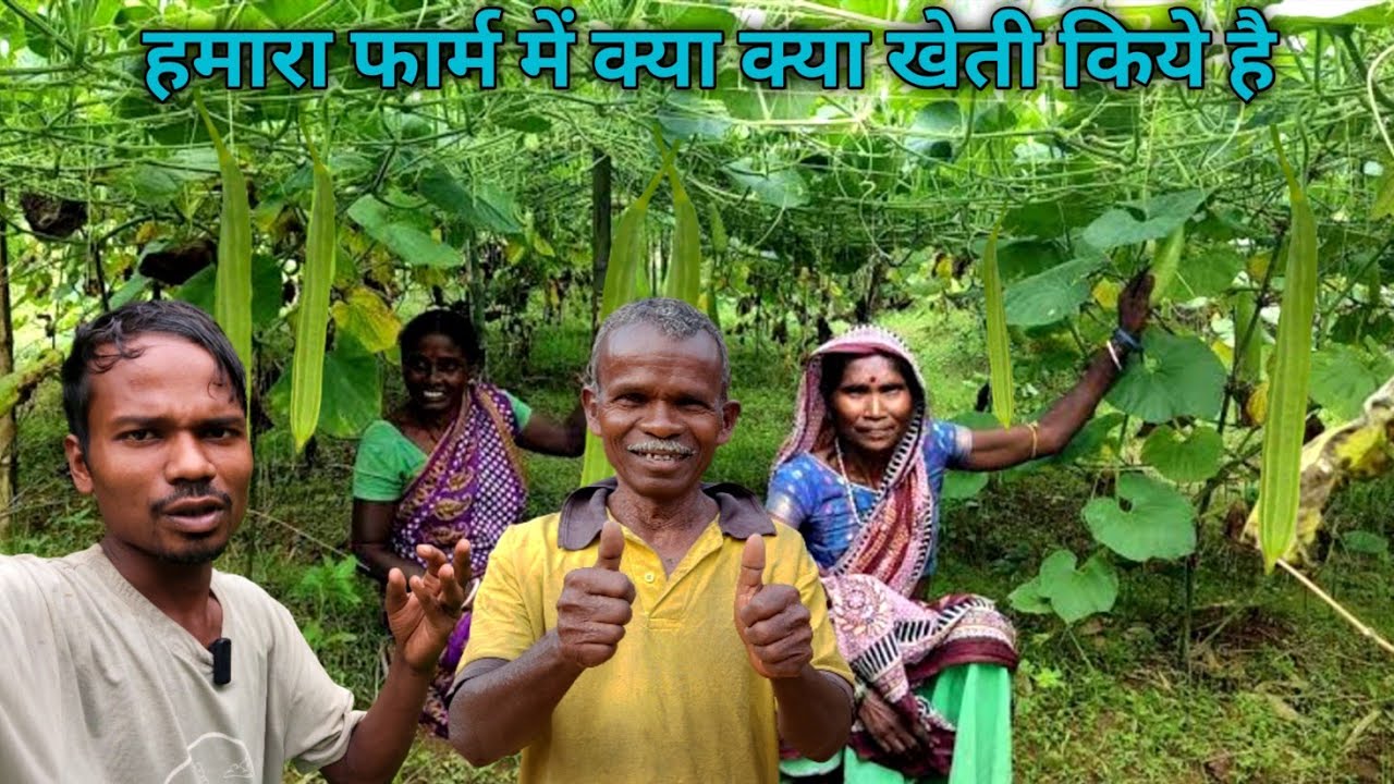 नई Farm से Production शुरू होगया | Farm में क्या क्या खेती किये है | Jabaram Vlogs