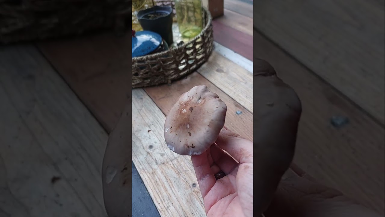 Violetter R&ouml;telritterlinge im Landkreis Nienburg! Das Multivitamin des Waldes!😁