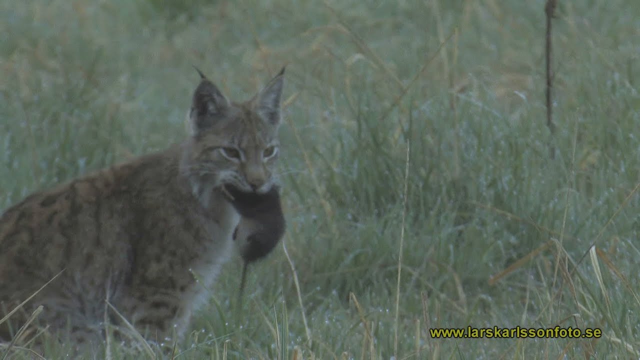 Lodjur Lynx lynx Västmanland 2011