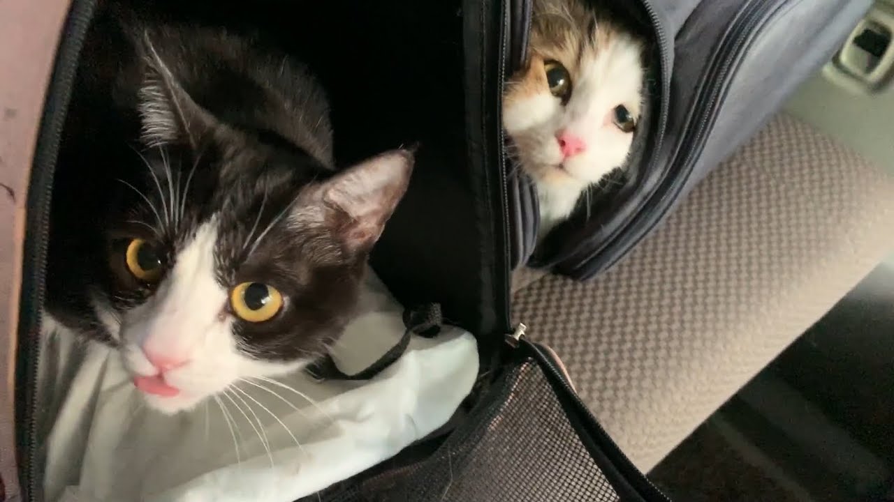 変顔で予防接種に挑む猫　【ペットアック「Petacc」】