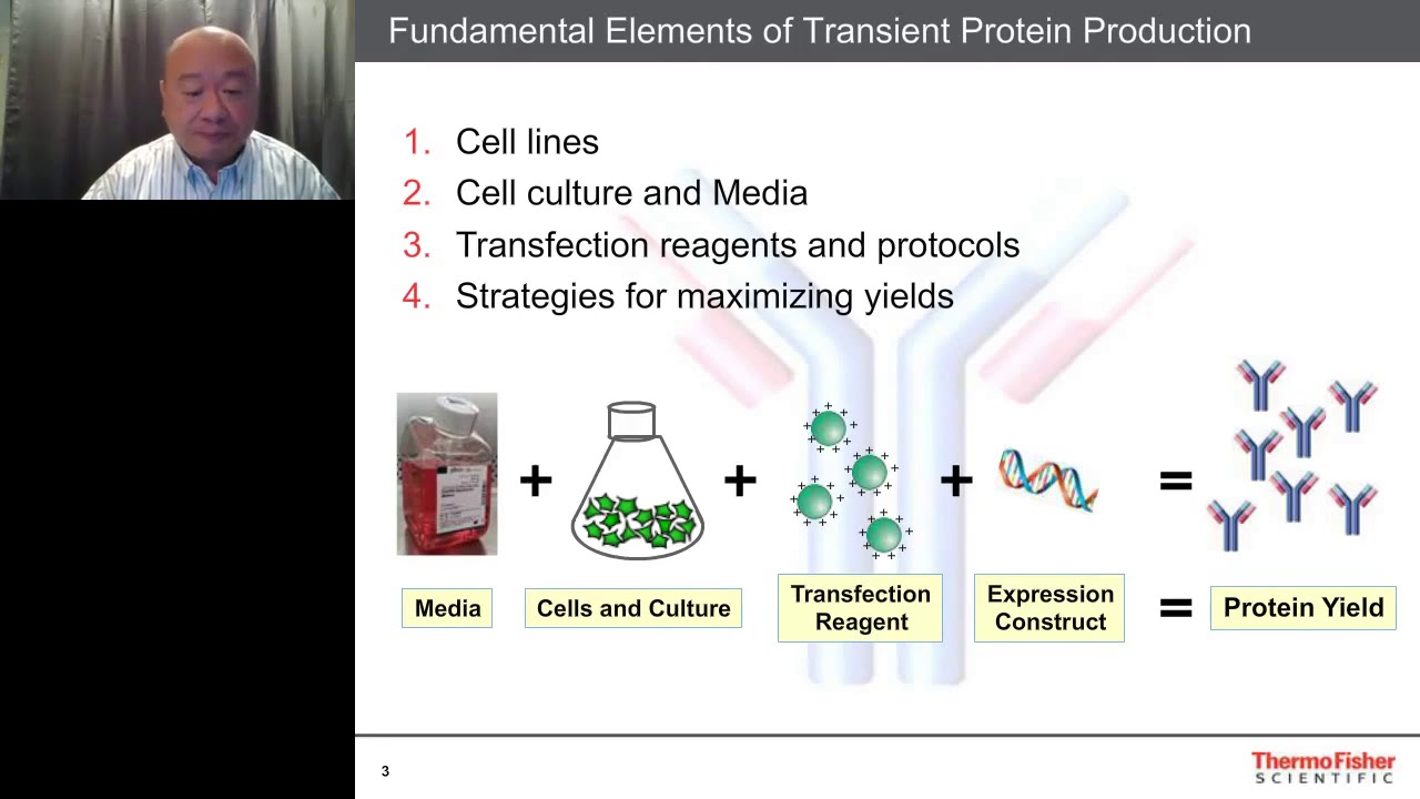 Basic Concepts in Transient Expression using 293 and CHO cells