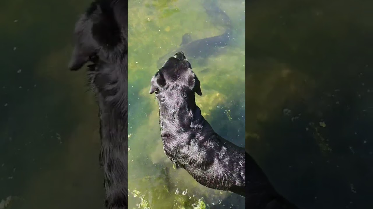 Silure VS Talia : le silure fonce sur elle 😯 #silure #chien #peche #poisson #labrador #nature