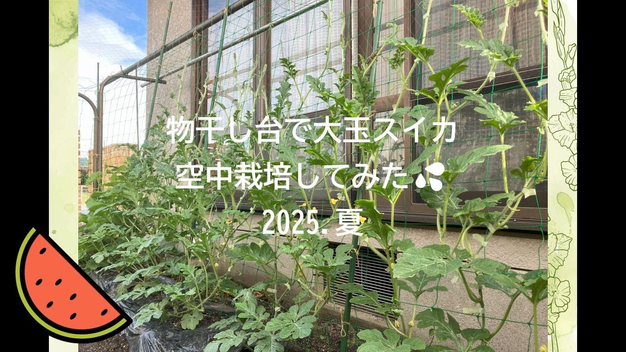 物干し台で大玉スイカ空中栽培してみた💦 watermelon cultivation