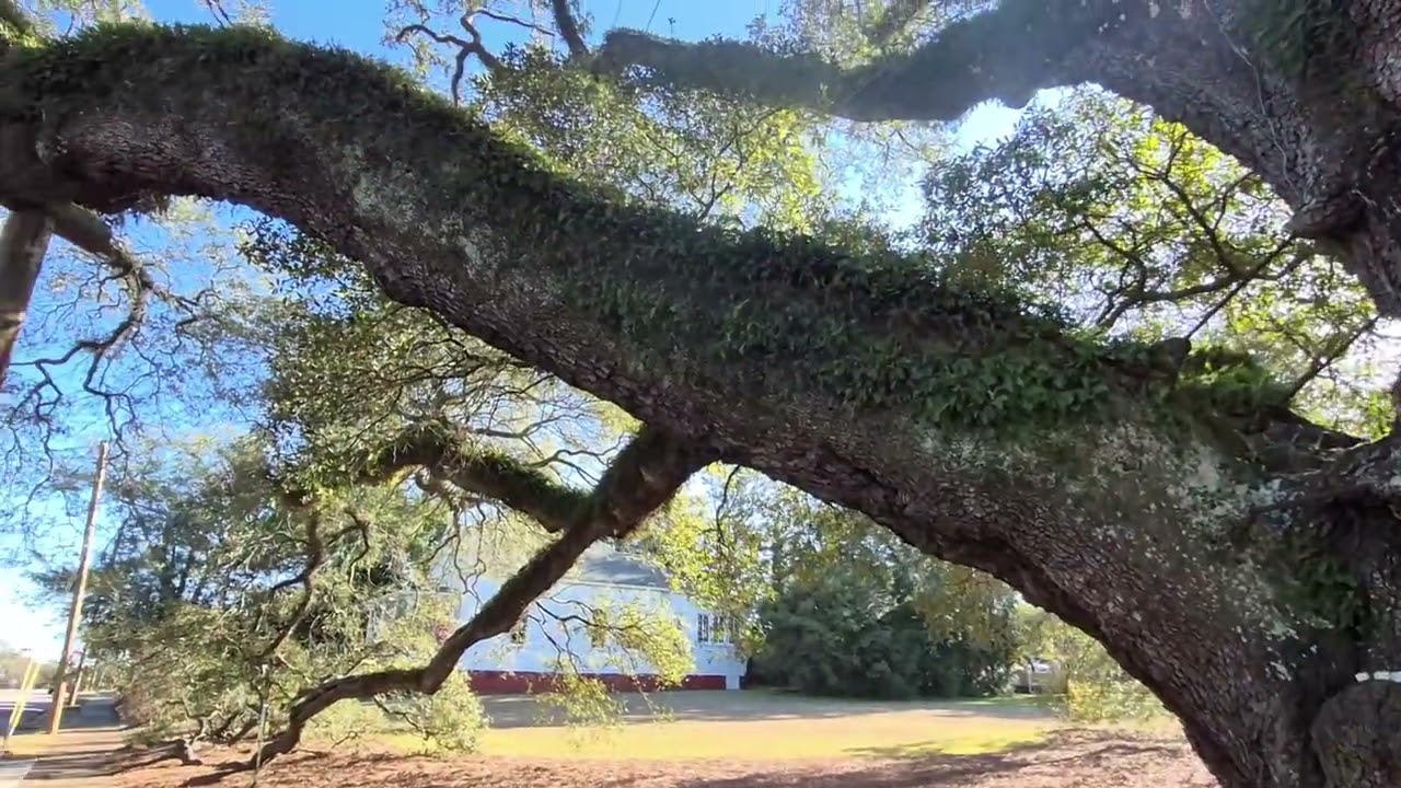 Big Oak Live Oak in Thomasville, GA.  US19 Road Trip the lost episode