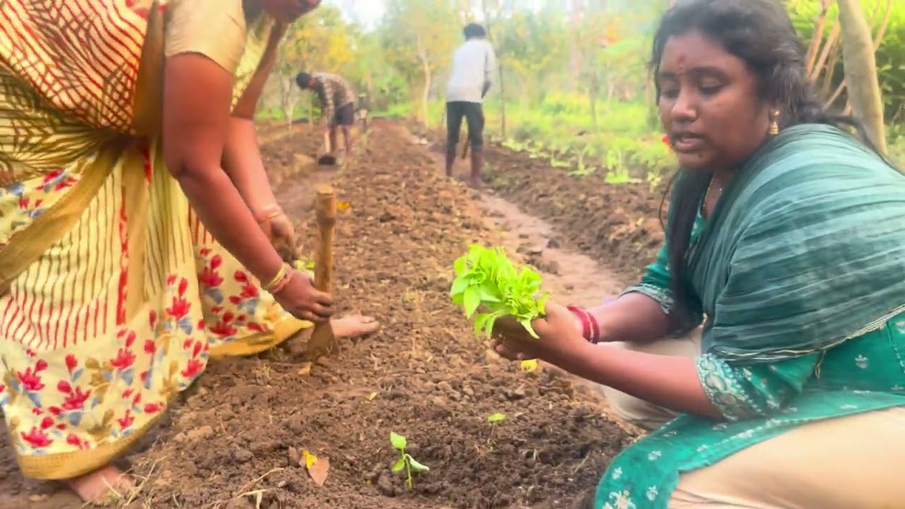 🫑Capsicum Saplings Transplanting in Farm🌱 #capsicum #transplanting #farmlife #organicfarming #trend 