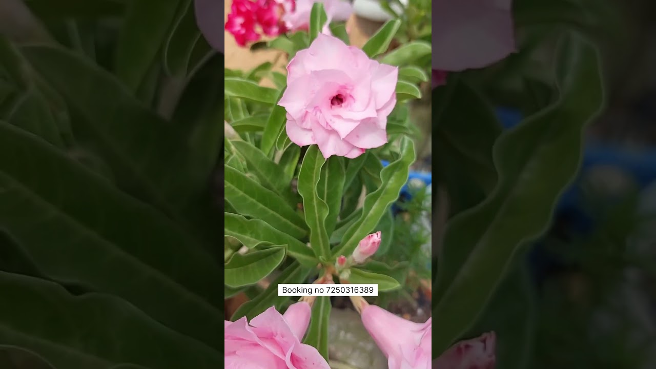 Rare Pink Colour Adenium Plant Online Shopping 🪴 #adenium #plants #garden