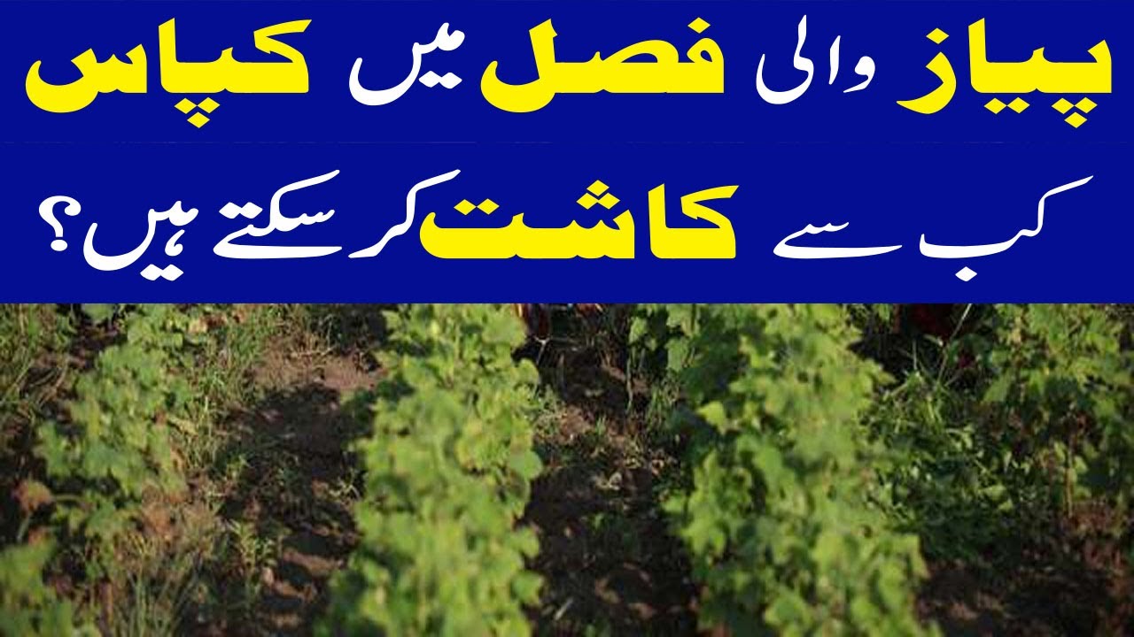 What is intercropping of cotton with? | Onion and cotton intercropping | Modern Crop Farming
