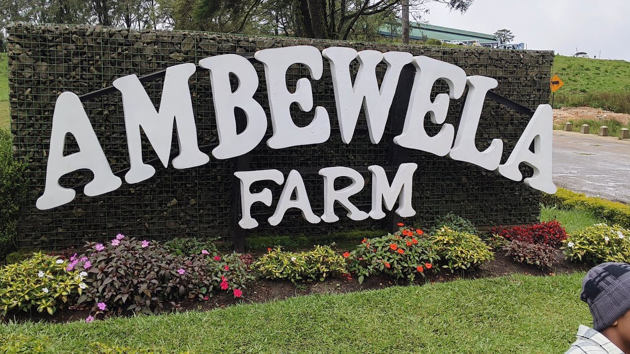 Ambewela Farm in Nuwaraeliya, Sri Lanka