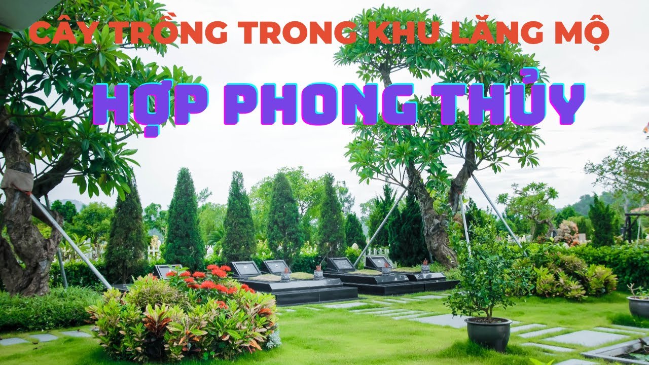 Những Loại Cây Trồng Ở Trong Khu Lăng Mộ Hợp Phong Thủy, Dễ Chăm Sóc