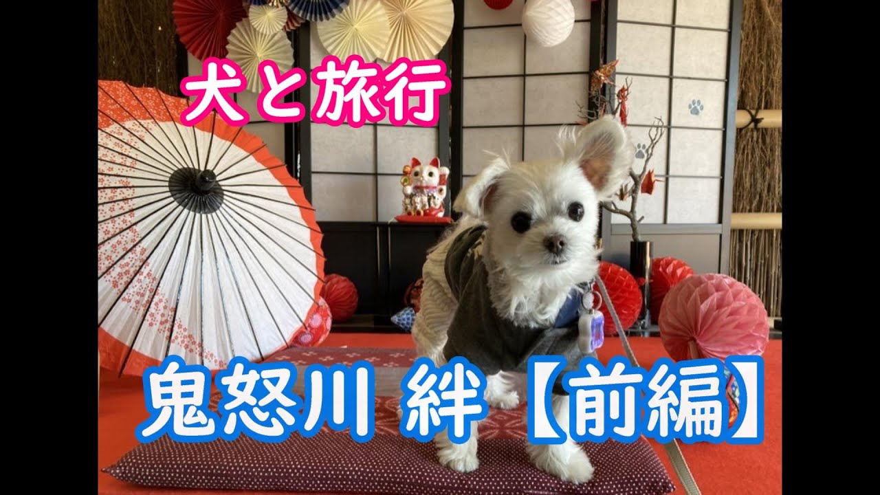 【犬と旅行】鬼怒川 絆 （前編）【マルチーズわたまる】