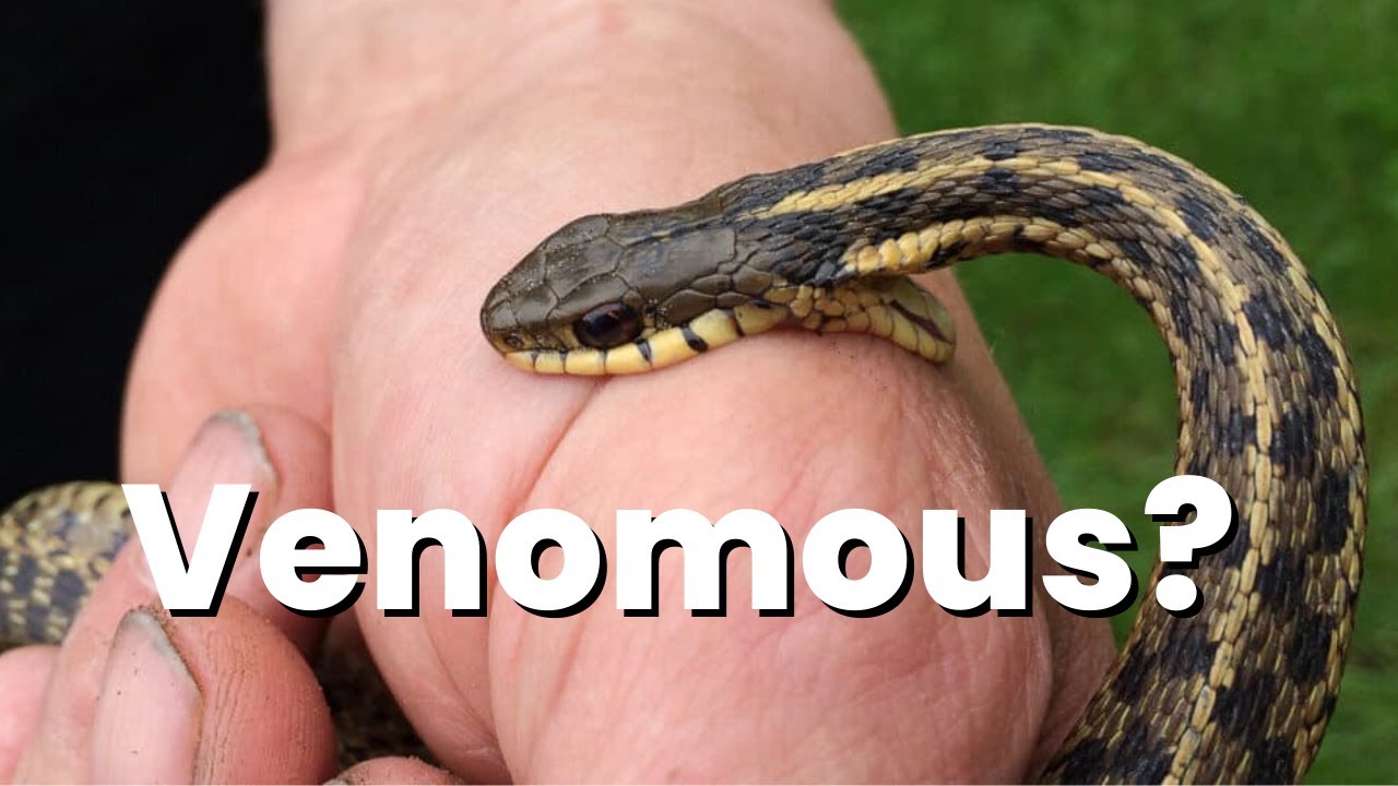 turns out my childhood snake is venomous