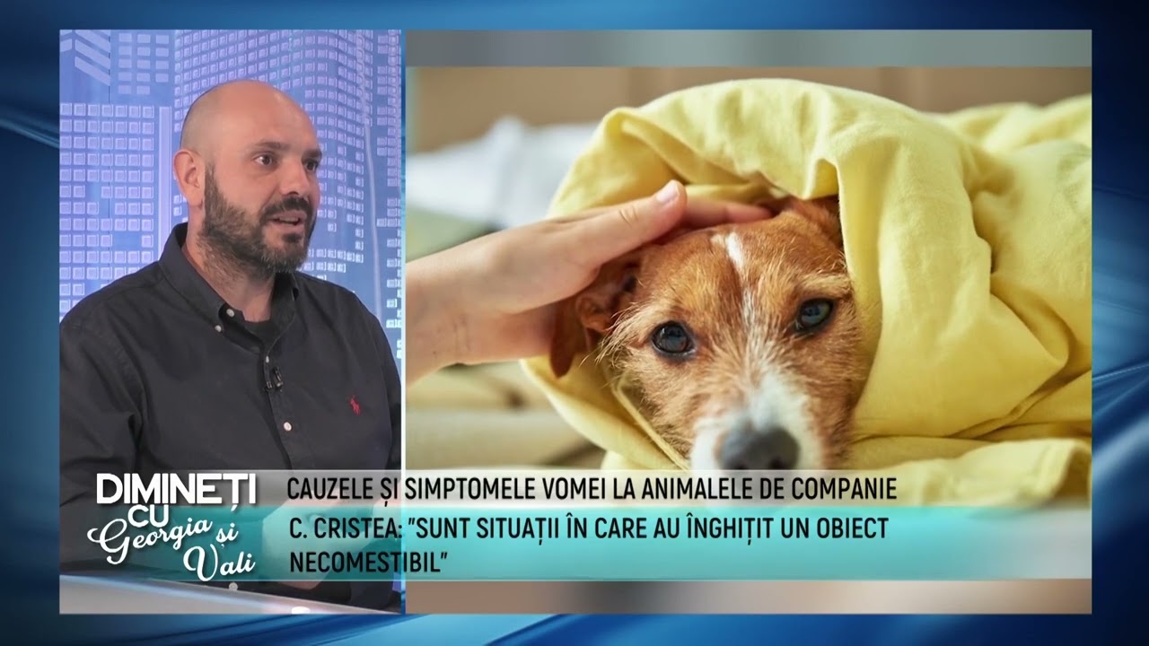pet-stuff.ro | Spital Veterinar | Cauzele și simptomele vomei la animalele de companie