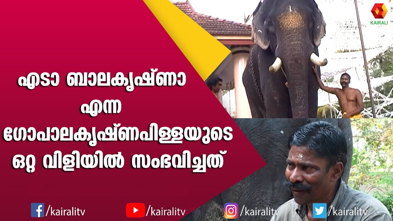 അശോകപ്പൂക്കൾ കൊതിയോടെ അകത്താക്കിയിരുന്ന ബാലകൃഷ്ണൻ ആന | Balakrishnan Elephant Kerala