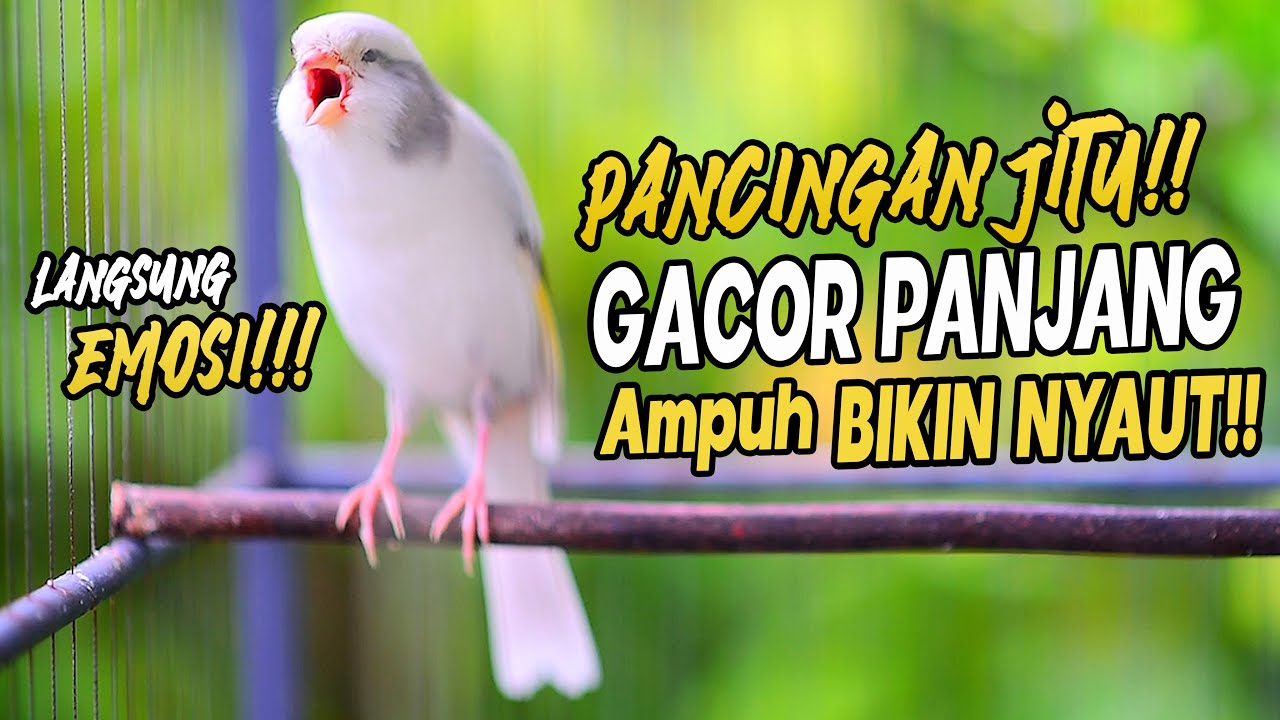 PANCINGAN Kenari GACOR PANJANG Cuit CUIT EMOSI ini AMPUH utk MASTERAN Kenari PAUD belajar BUNYI |15|