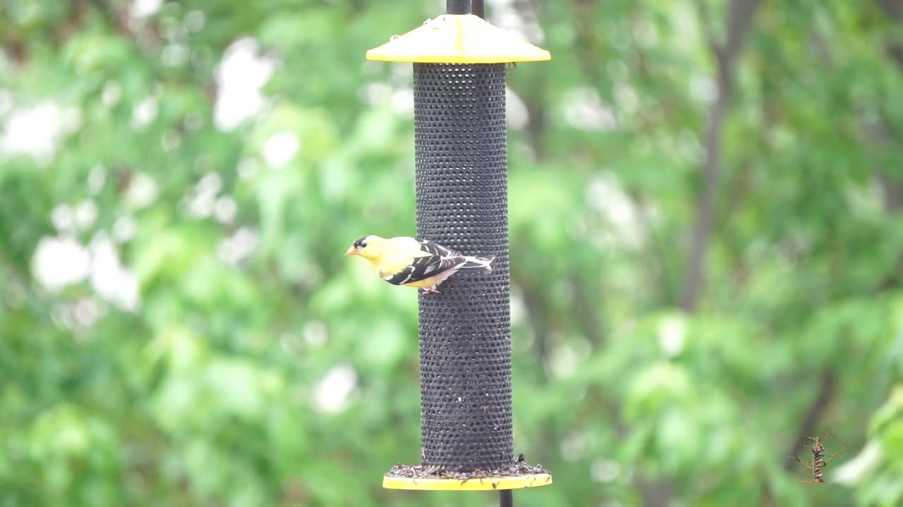 Flight of the Finch: A Film for Cats