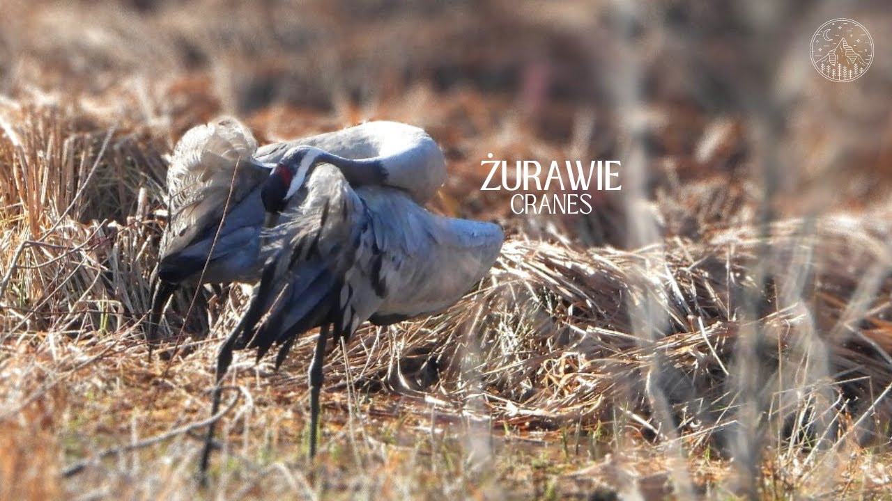 Żurawie - zbliżają się toki | Cranes