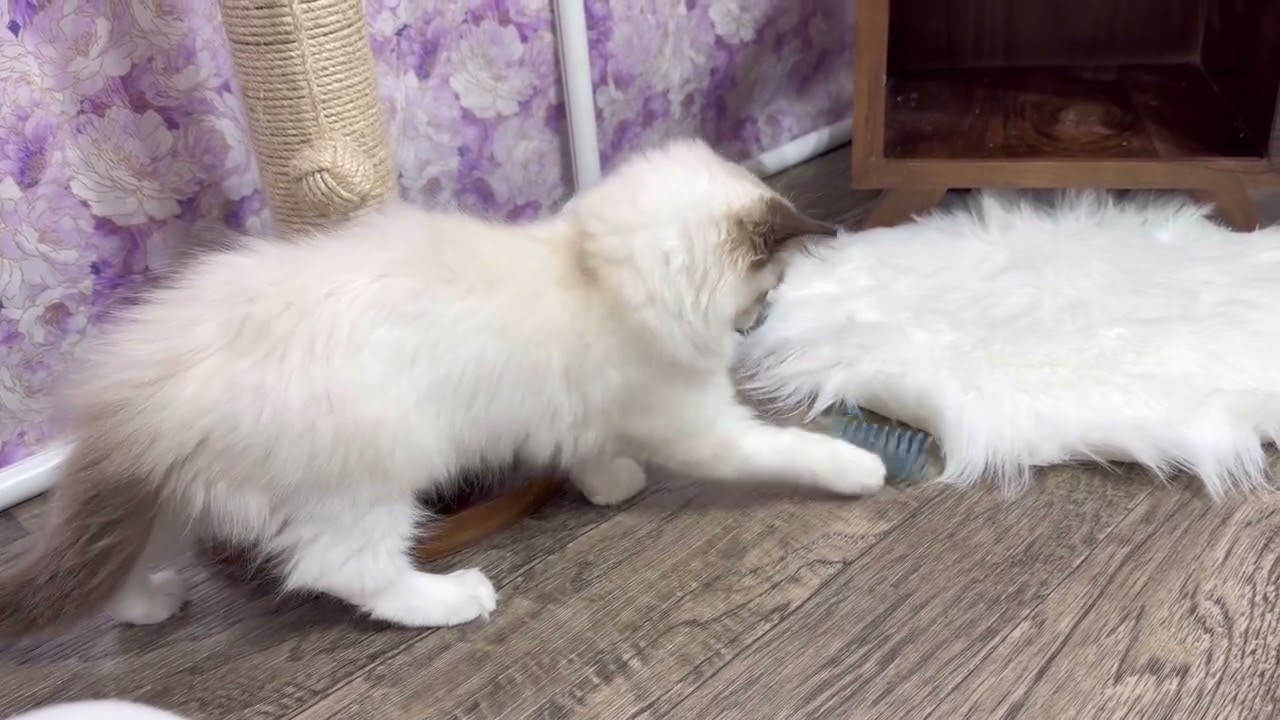 Bella 💜 Seal Bicolor Ragdoll Kitten 