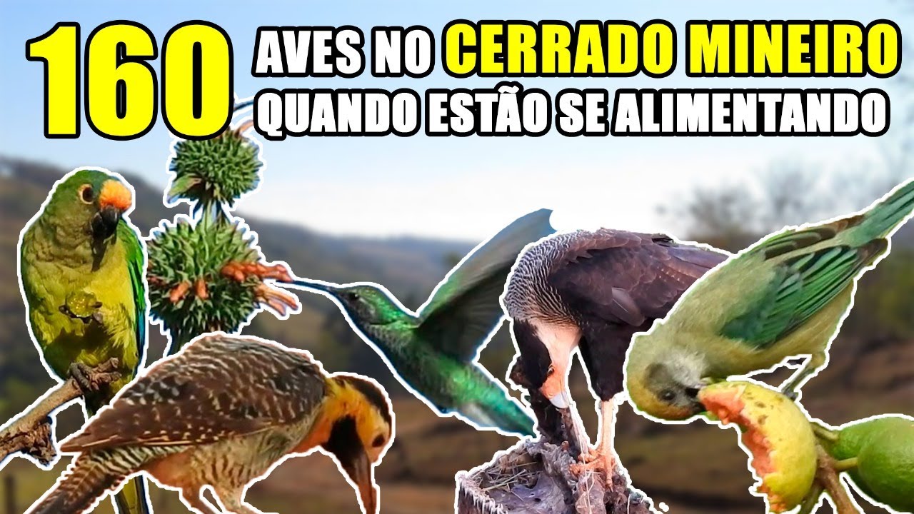 02 - 160 Aves no cerrado mineiro quando estão se alimentando