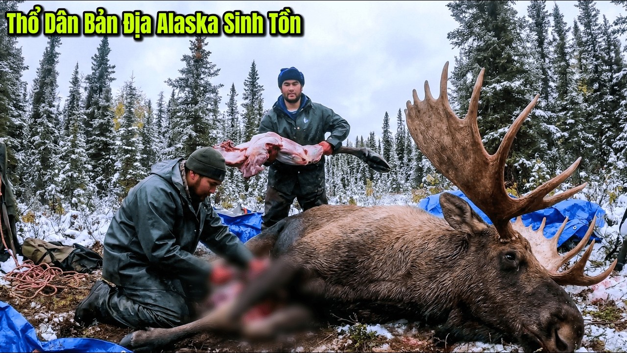 Thợ Săn Alaska - Cư Dân Bản Địa Săn Chim Sấm - Nai Sừng Tấm KHỦNG - Làm Thịt Hun Khói