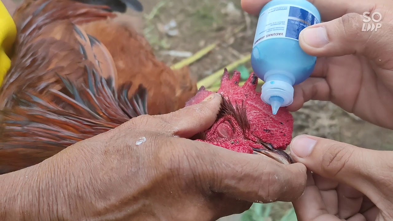 NCD B1B1 live vaccine sa aking mga alagang free range chickens ☺️