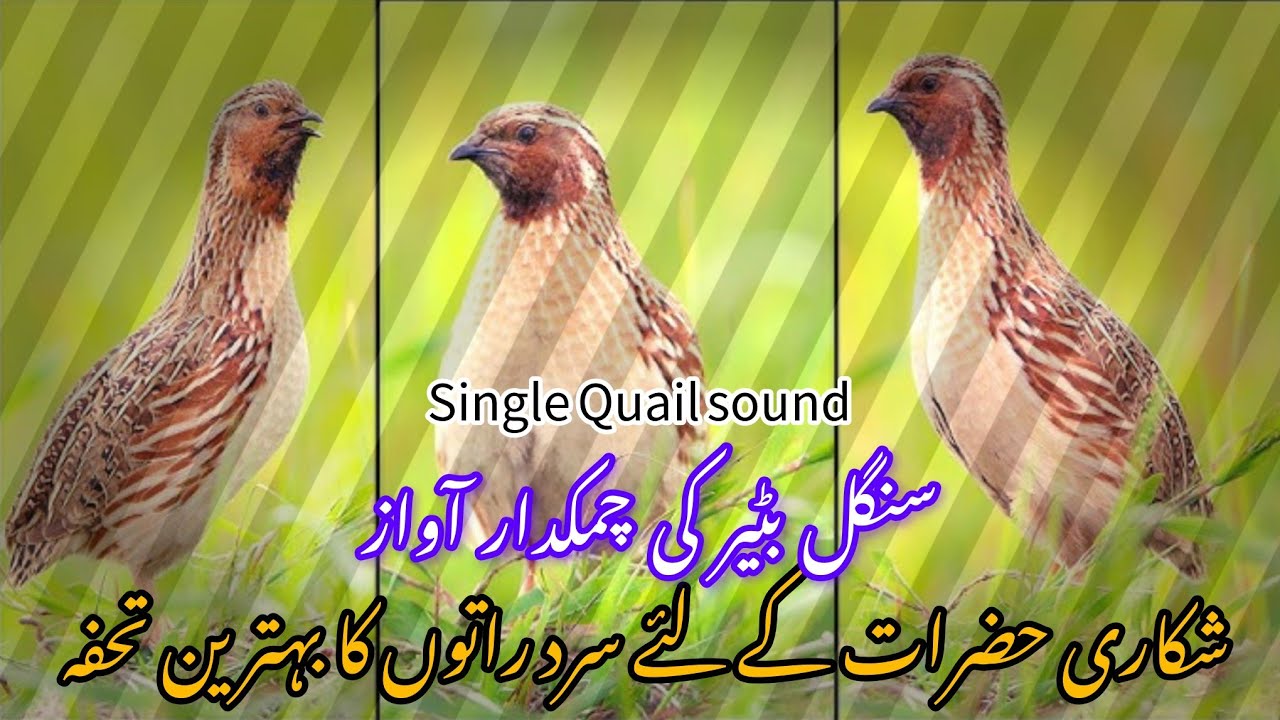 Single quail sound for night | سنگل بٹیر کی خوبصورت آواز | #quailsound #batairkiawaz #hunting 