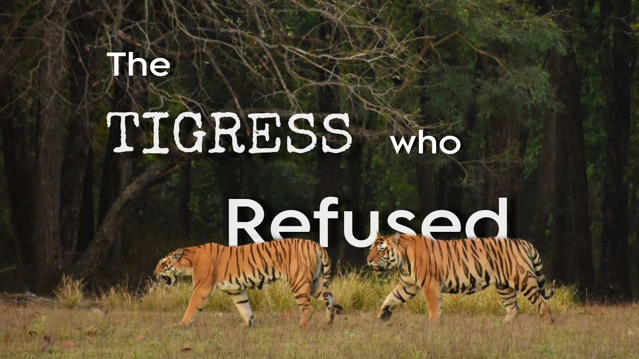 The Tigress Who Refused - A Mother's Struggle in the Wild | Kanha National Park, Madhya Pradesh |