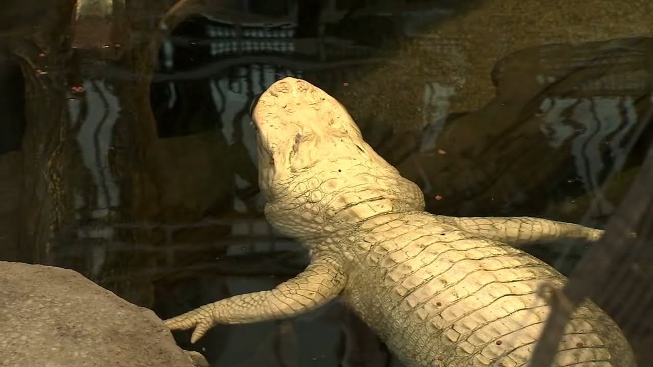 Beloved Claude the albino alligator has died, Cal Academy says