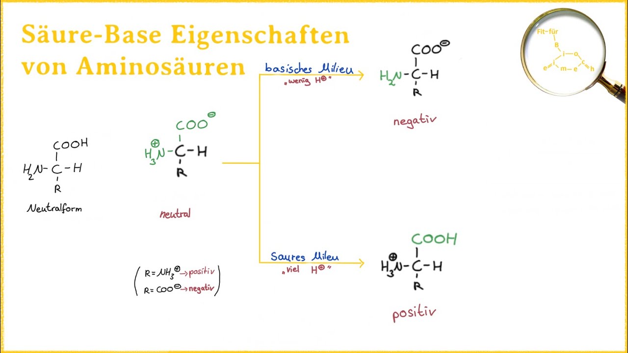 S&auml;ure Base Eigenschaften von Aminos&auml;uren