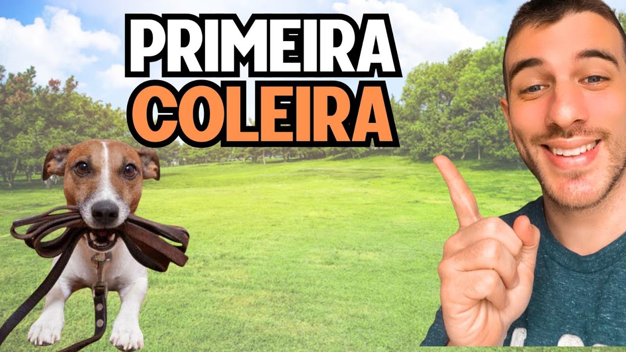 Como ensinar seu filhote a andar na coleira sem drama