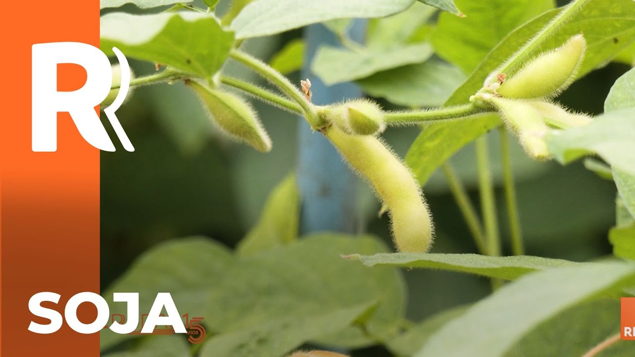 Embrapa e a soja de baixo carbono
