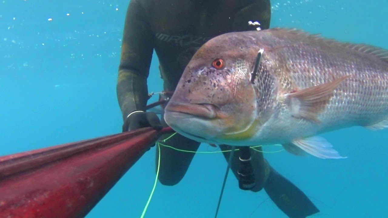 &Ccedil;eşme Zıpkınla Trofe Rekor Sinarit Avı 11,5 kg Dev / Spearfishing Huge Dentex Dentice Denton Record