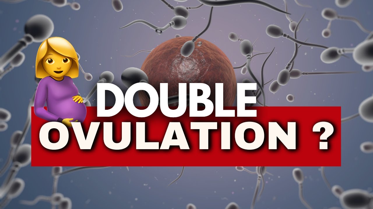 Double ovulation possible ? Est-ce que je peux ovuler deux fois dans le cycle ?