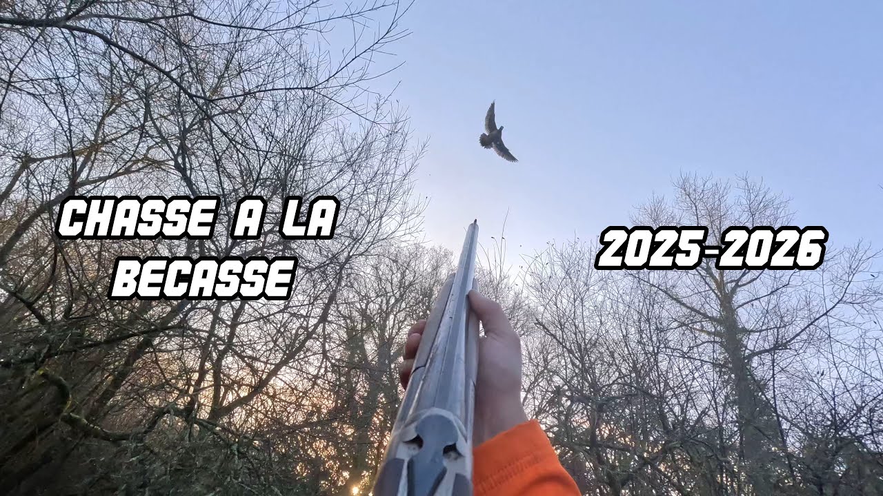 Chasse &agrave; la b&eacute;casse 2025-2026 - ALEXIS CHASSE