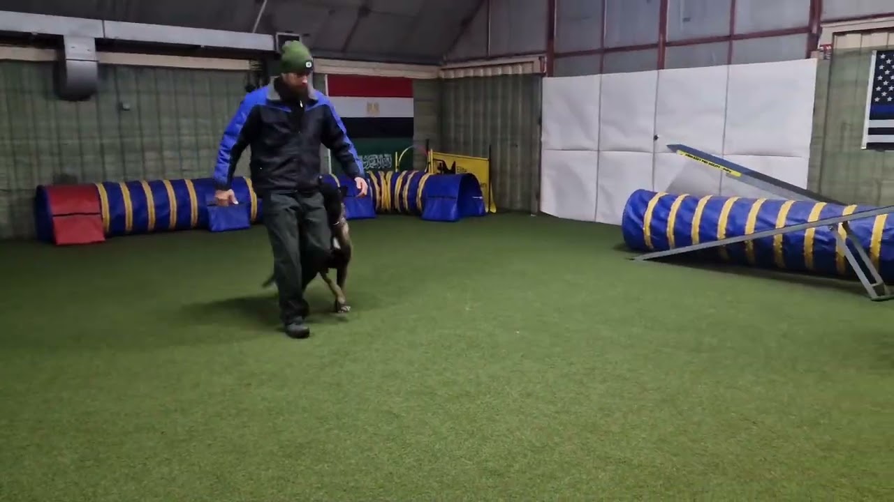 Connor - obedience