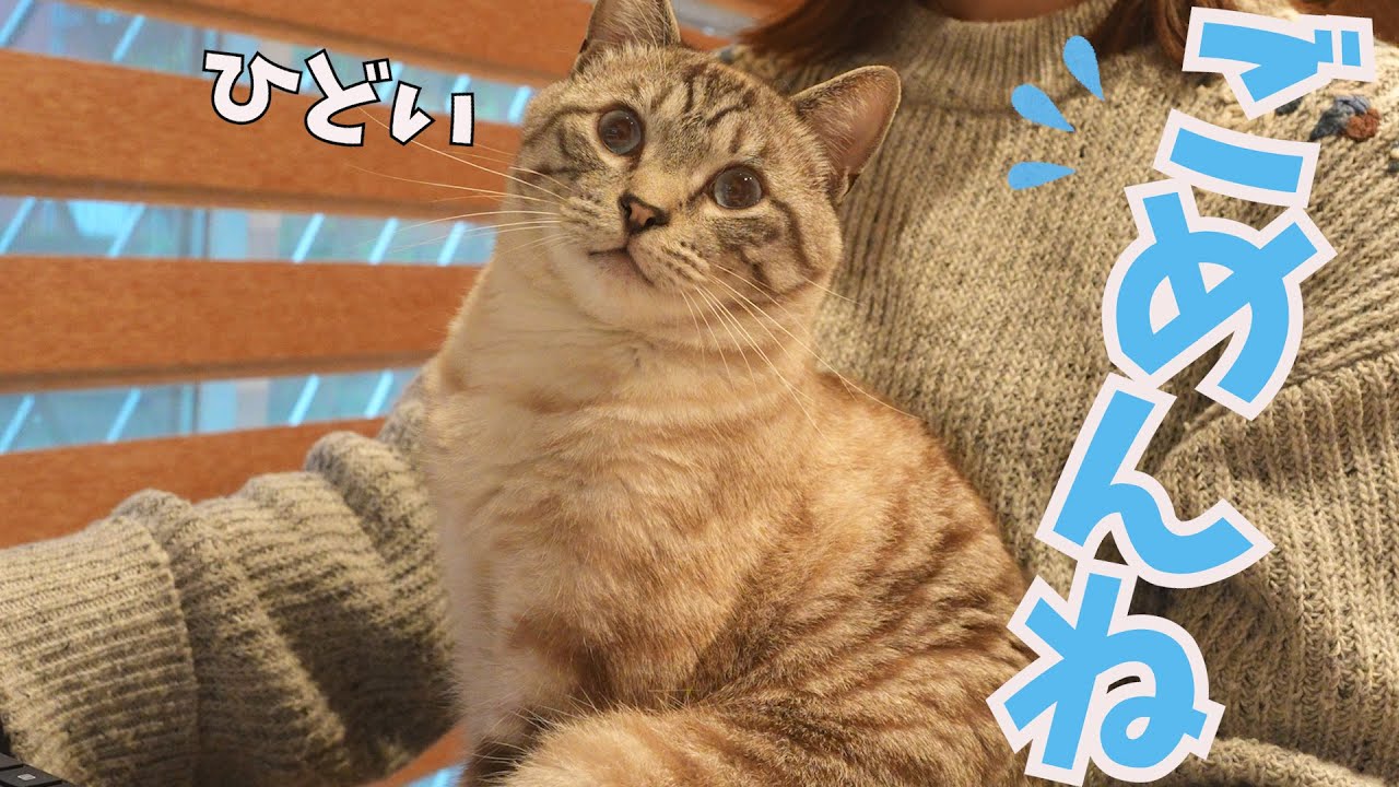 夜中の雷に怯えた愛猫、一生懸命母を起こすも母爆睡して起きず