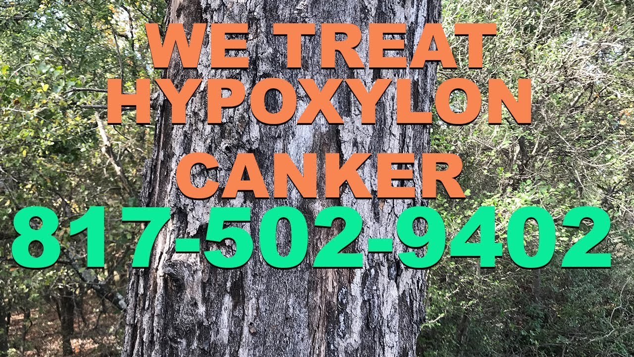 Hypoxylon canker Fort Worth, TX