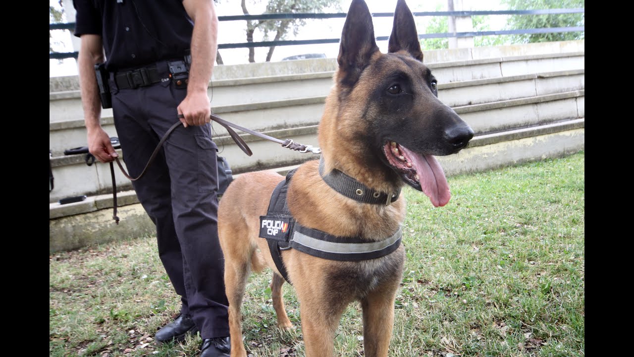 Héroes de cuatro patas: así trabajan los guías caninos de la Policía Nacional