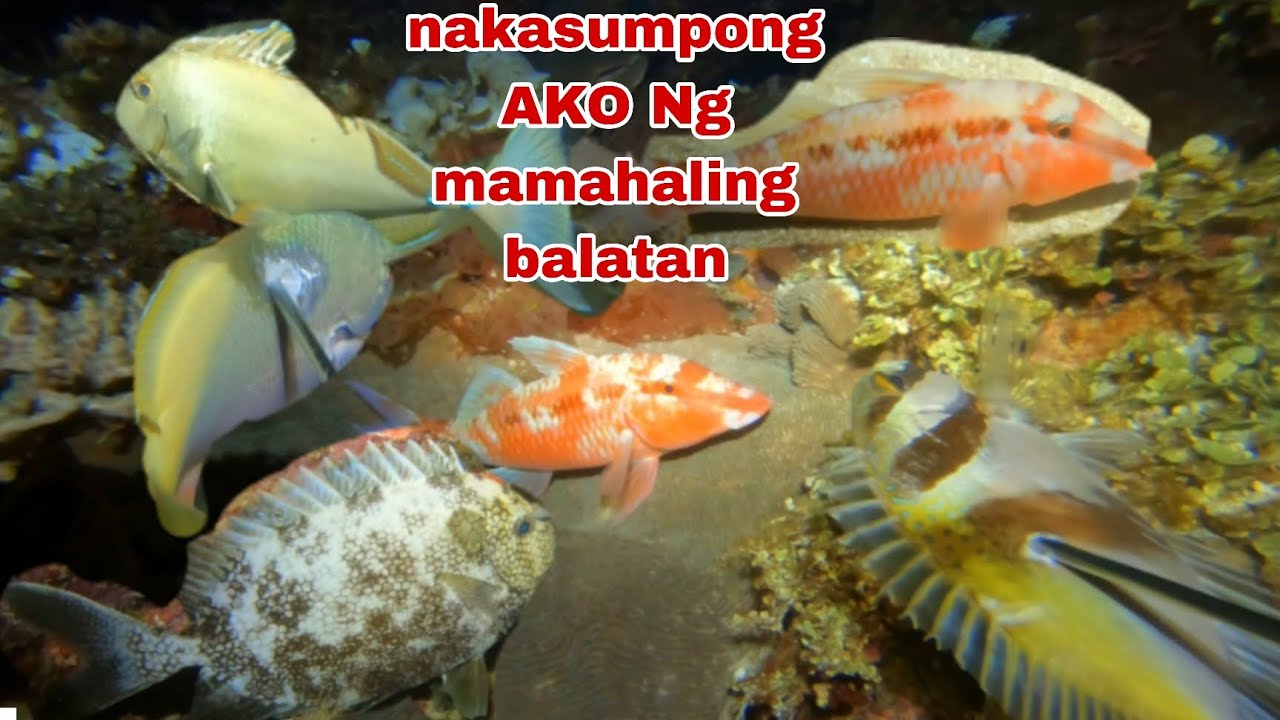 EP352 NAKASUMPONG AKO NG MAMAHALING BALATAN NIGHT SPEARFISHING