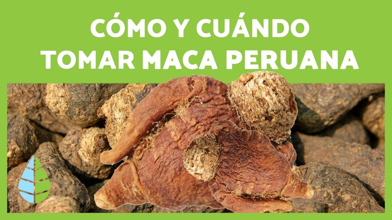 MACA PERUANA: Beneficios, Cómo tomarla + RECETA🌱💚