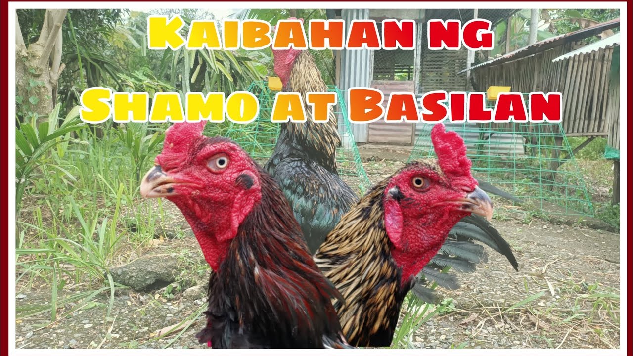 KAIBAHAN NG JAPANESE SHAMO AT PURE BASILAN NG PINAS