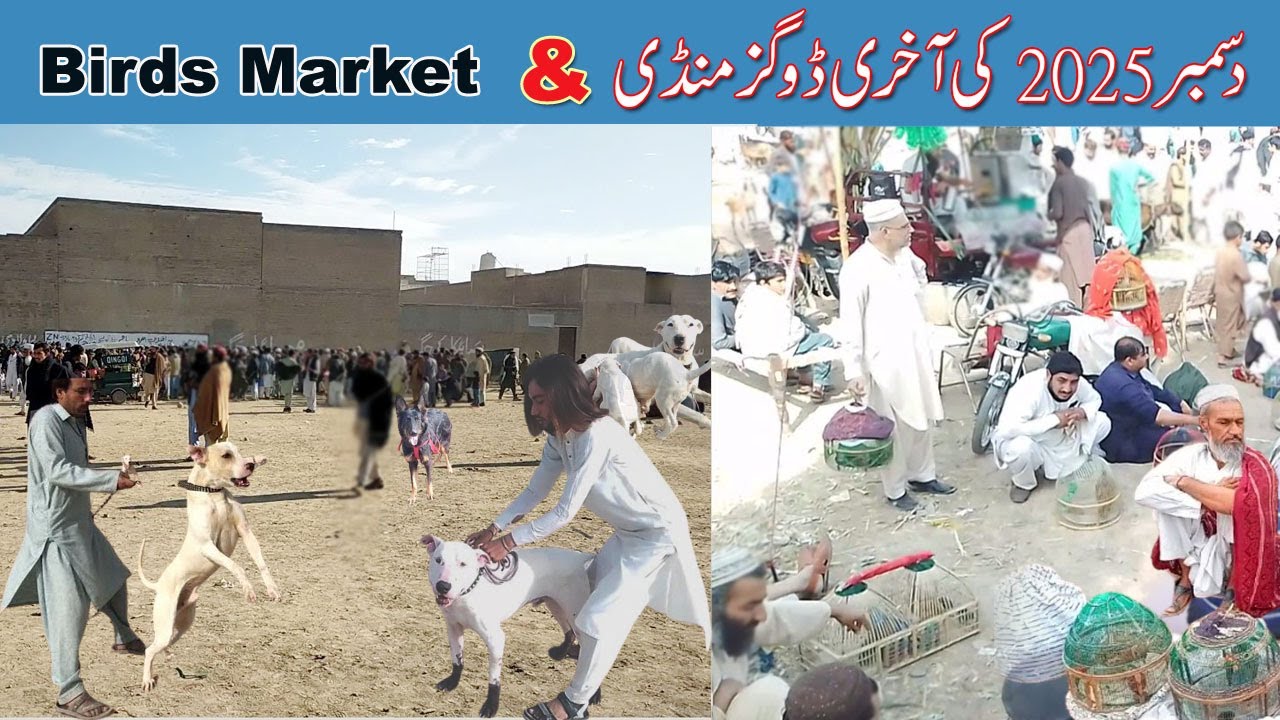 Kohat Dog  and Birds Market in This Year Last Video 2025 | Mubashir info | Dog Market & Bird Market