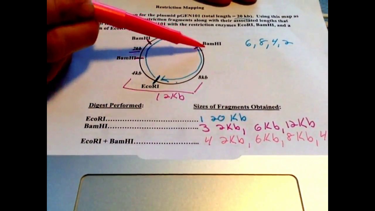 Basic Restriction Mapping (#1 and 2)