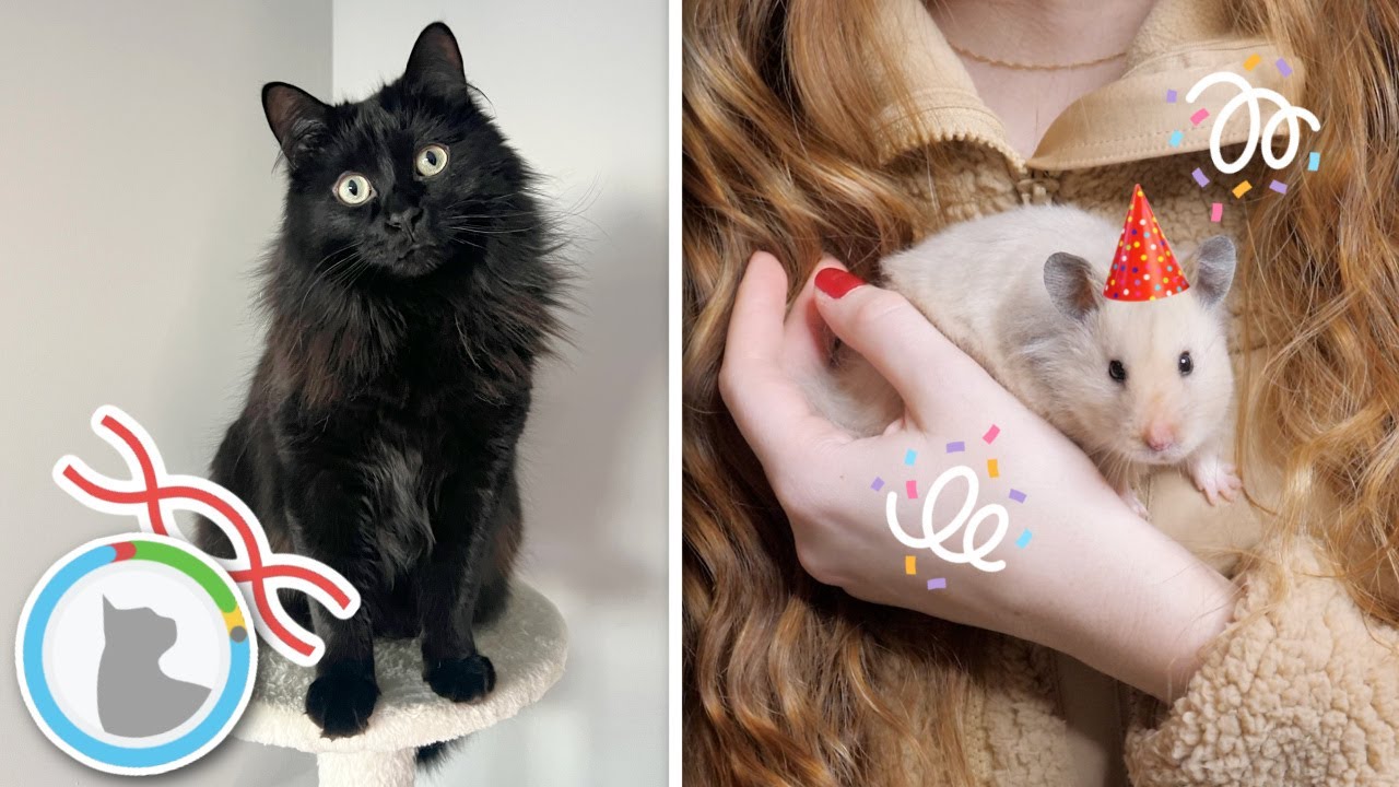 Cat DNA tests + Mabels 1st birthday! | Updates