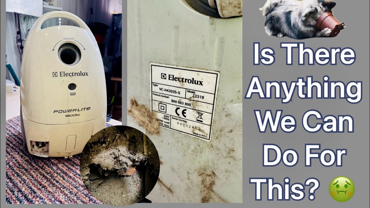 Electrolux Powerlite Z3319 1800w Vacuum Cleanup or Can We? ​⁠@beko1987 @PerformanceReviews