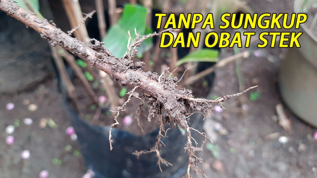 Cara STEK JAMBU BIJI Agar Keluar Akar Tanpa Obat Stek dan Sungkup