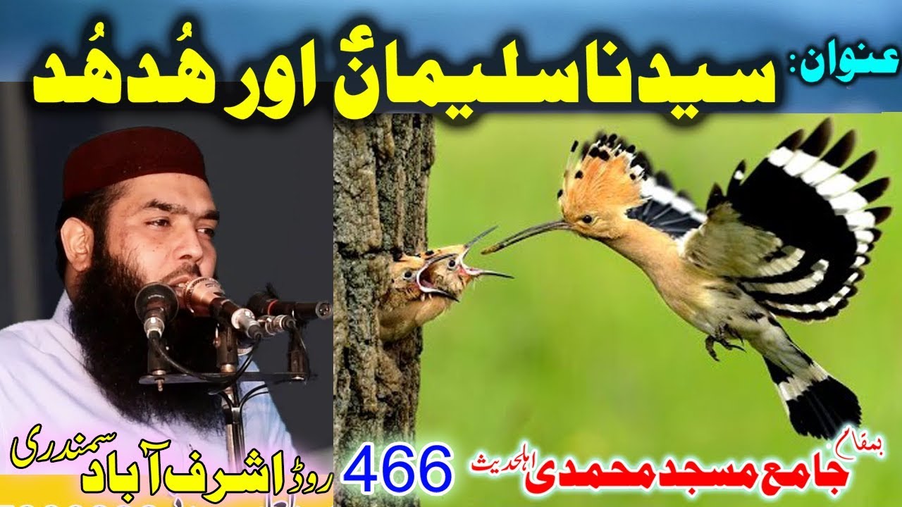 Syyedna Sulaiman A.S. Aur HudHud -- Qarii Ismaeel Ateeq 2019